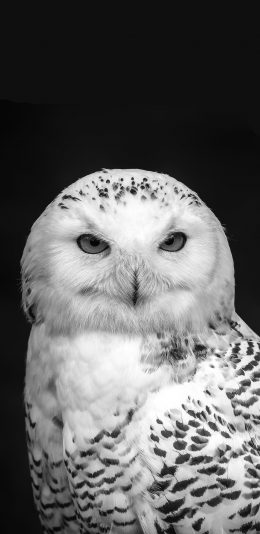 [2436x1125]飞禽 猫头鹰 黑白 犀利 眼神 苹果手机壁纸图片