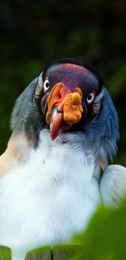 [2436x1125]飞禽 王鹫 蓝羽毛 丑萌 苹果手机壁纸图片