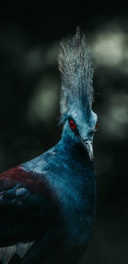 [2436x1125]飞禽 羽冠 羽毛 牲畜 苹果手机壁纸图片