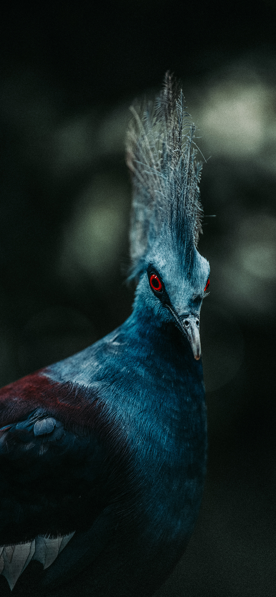 [2436×1125]飞禽 羽冠 羽毛 牲畜 苹果手机壁纸图片