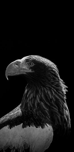 [2436x1125]飞禽 老鹰 锐利 黑白 苹果手机壁纸图片