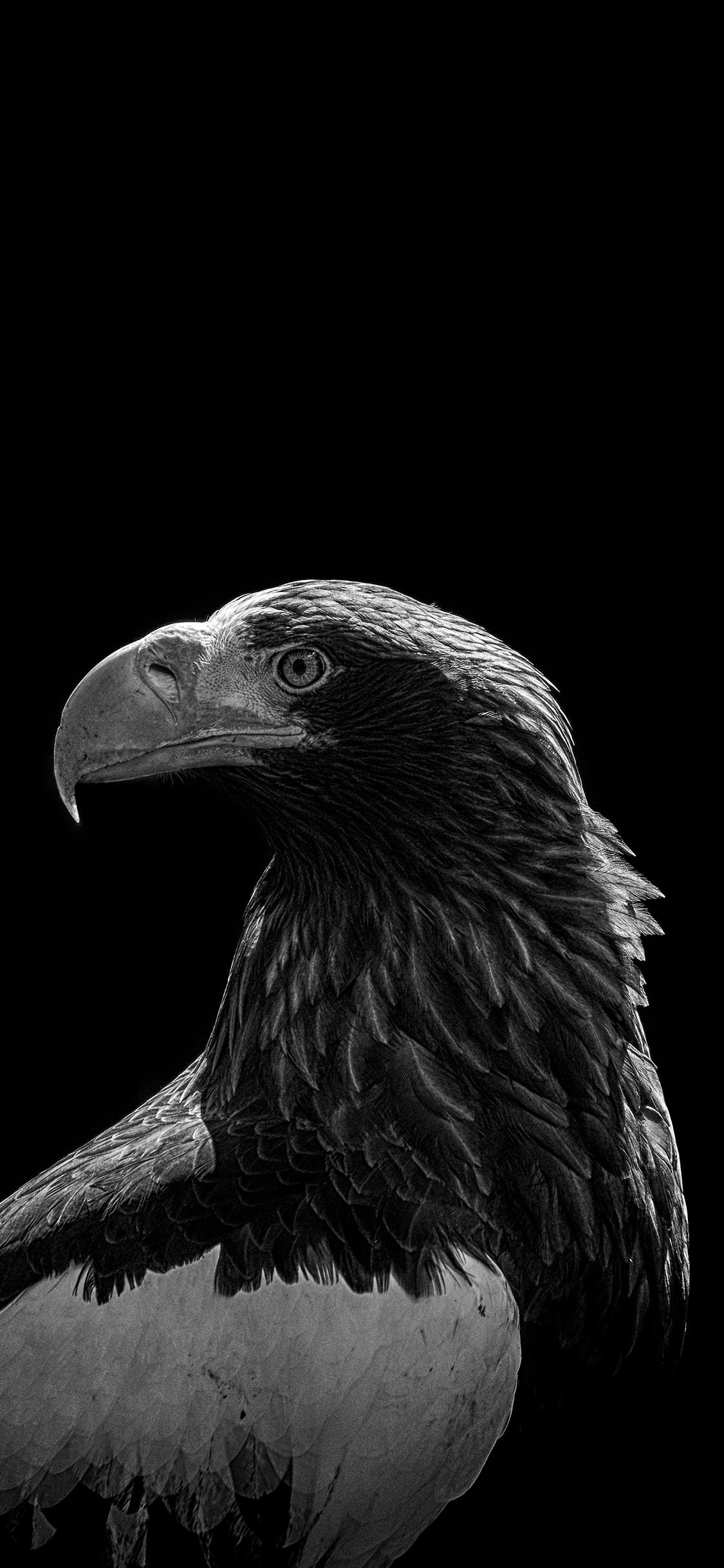 [2436×1125]飞禽 老鹰 锐利 黑白 苹果手机壁纸图片