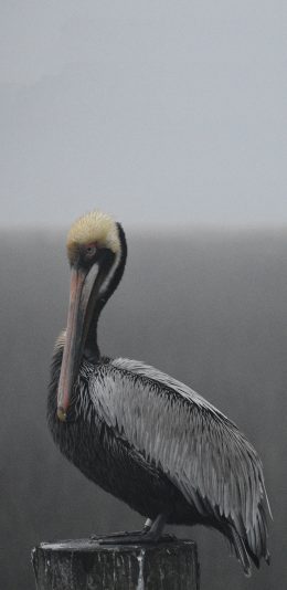 [2436x1125]飞禽 褐醍醐 庞大 栖息 苹果手机壁纸图片