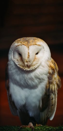 [2436x1125]飞禽 谷仓猫头鹰 苹果脸 呆萌 苹果手机壁纸图片