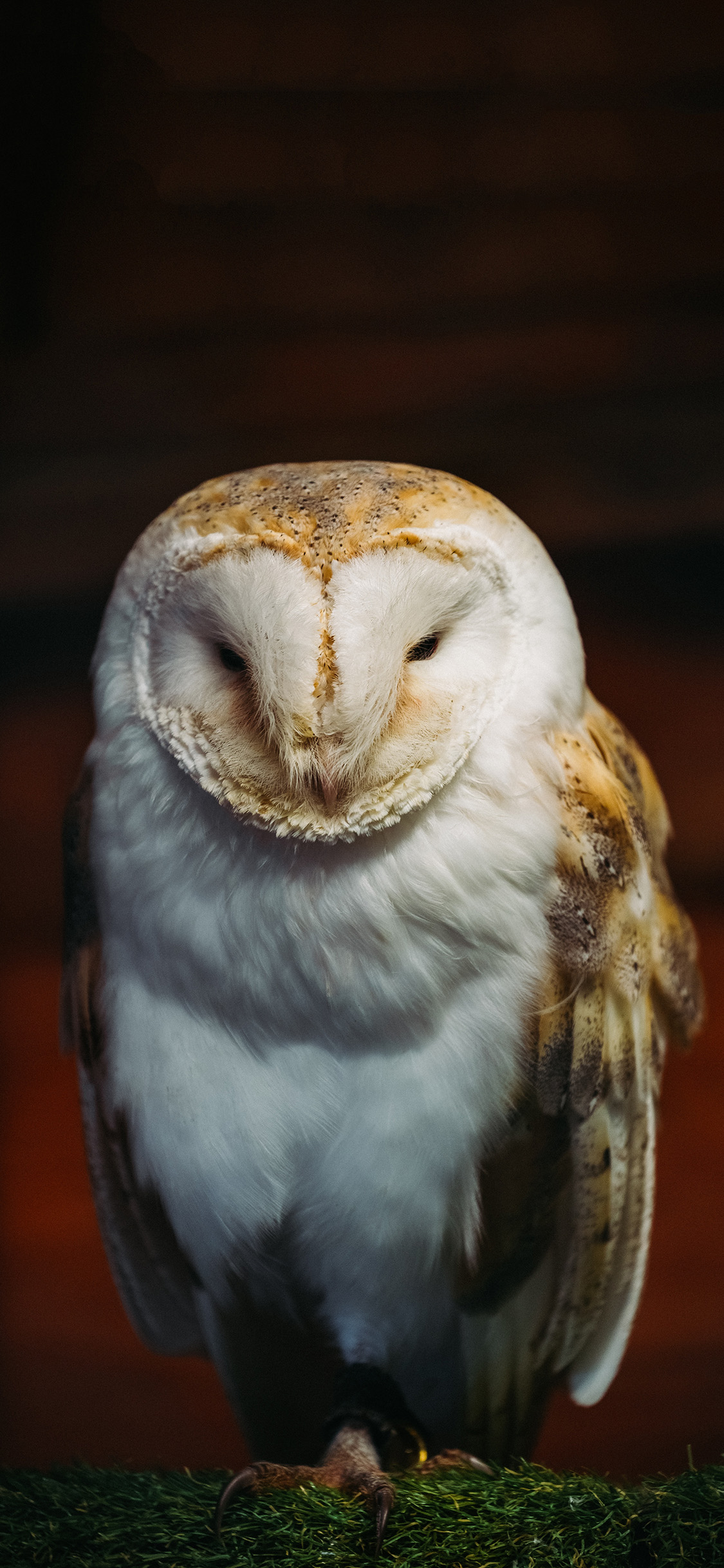 [2436×1125]飞禽 谷仓猫头鹰 苹果脸 呆萌 苹果手机壁纸图片