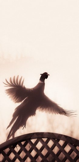 [2436x1125]飞禽 鹤 飞行 吉祥 苹果手机壁纸图片