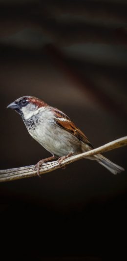 [2436x1125]飞禽 麻雀鸟 栖息 苹果手机壁纸图片