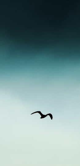 [2436x1125]飞翔 鸟 翅膀 天空 翱翔 渐变 苹果手机壁纸图片