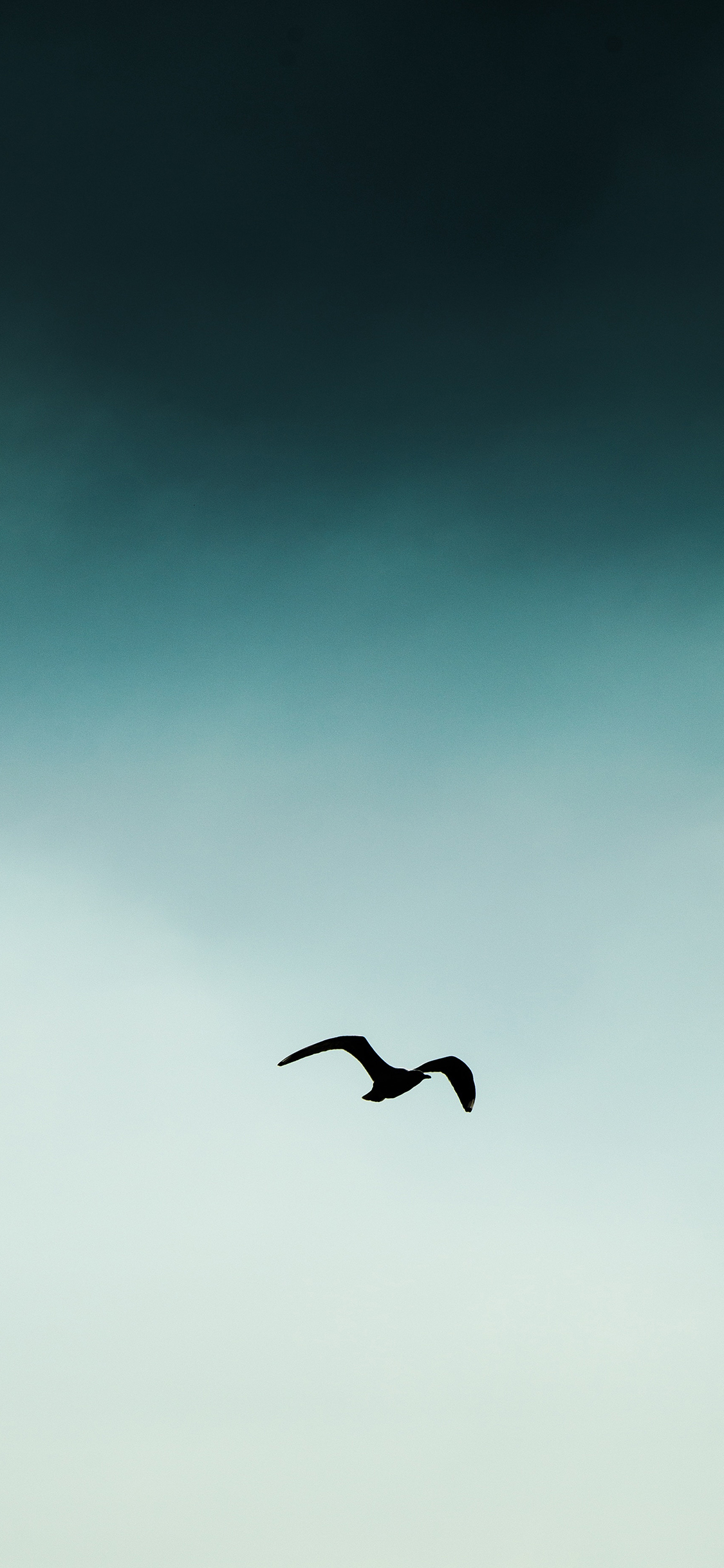 [2436×1125]飞翔 鸟 翅膀 天空 翱翔 渐变 苹果手机壁纸图片