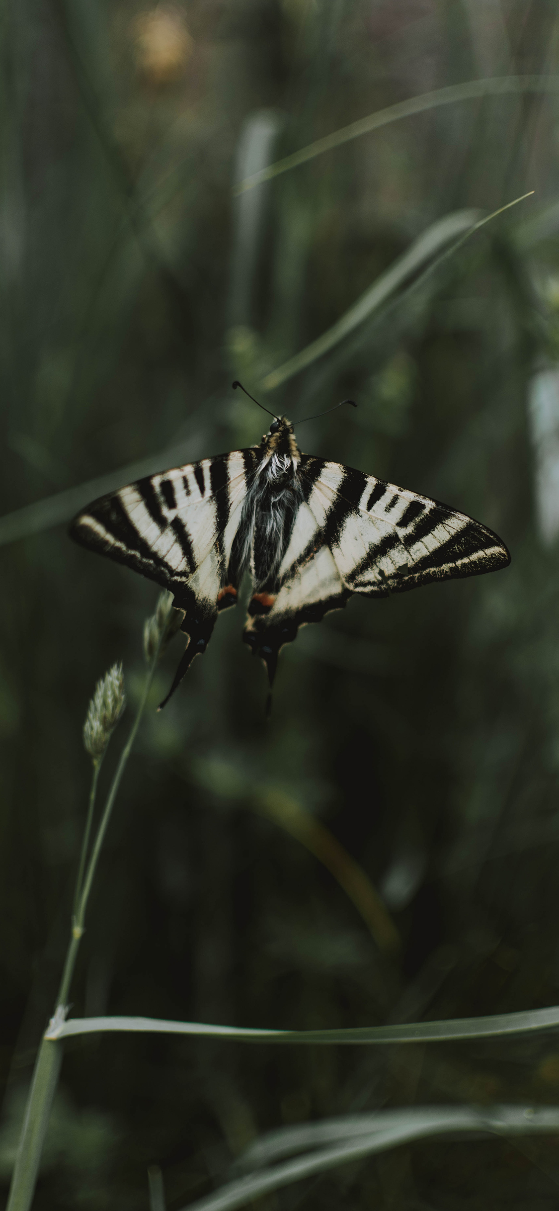 [2436×1125]飞蛾 昆虫 枝叶 蝴蝶 苹果手机壁纸图片