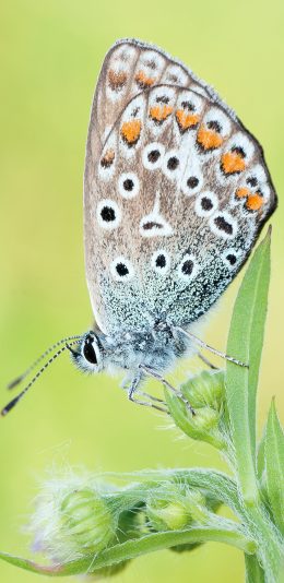 [2436x1125]飞蛾 昆虫 站立 花蜜 苹果手机壁纸图片