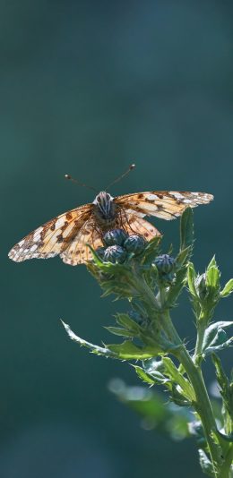 [2436x1125]飞蛾 花枝 翅膀 昆虫 苹果手机壁纸图片