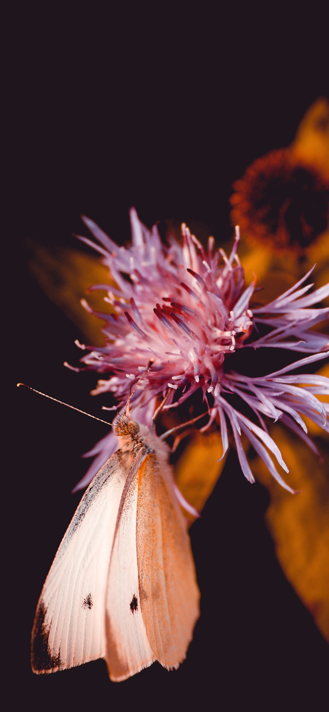 [2436×1125]飞蛾 鲜花 花朵 采蜜 苹果手机壁纸图片