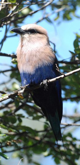 [2436x1125]飞行 站立 鸟 树枝 羽毛 苹果手机壁纸图片