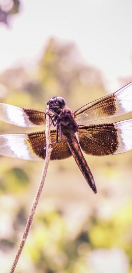 [2436x1125]飞行 蜻蜓 昆虫 翅膀 苹果手机壁纸图片