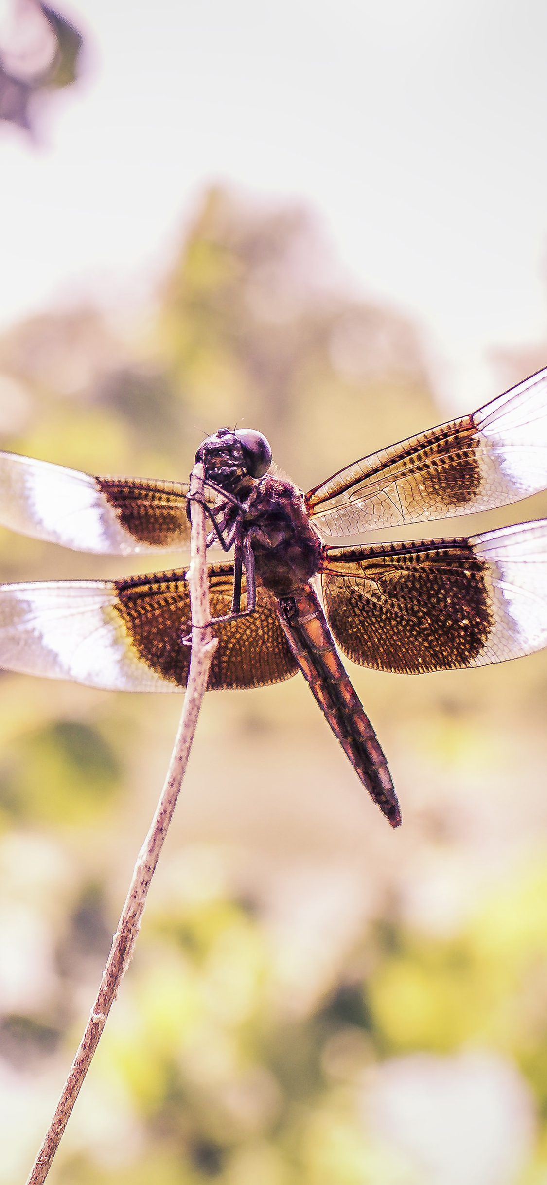 [2436×1125]飞行 蜻蜓 昆虫 翅膀 苹果手机壁纸图片