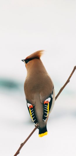 [2436x1125]飞行动物 站立 鸟 羽毛 苹果手机壁纸图片