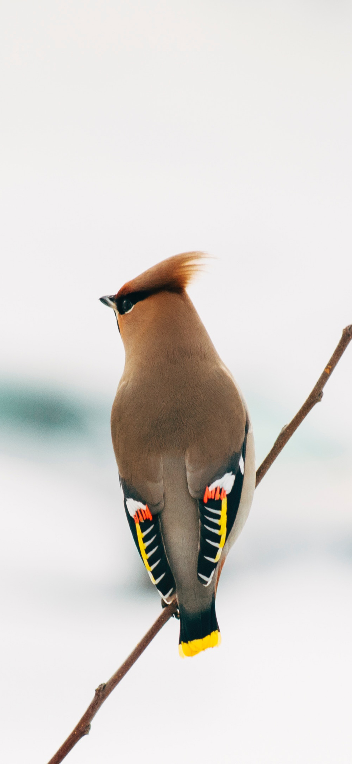 [2436×1125]飞行动物 站立 鸟 羽毛 苹果手机壁纸图片