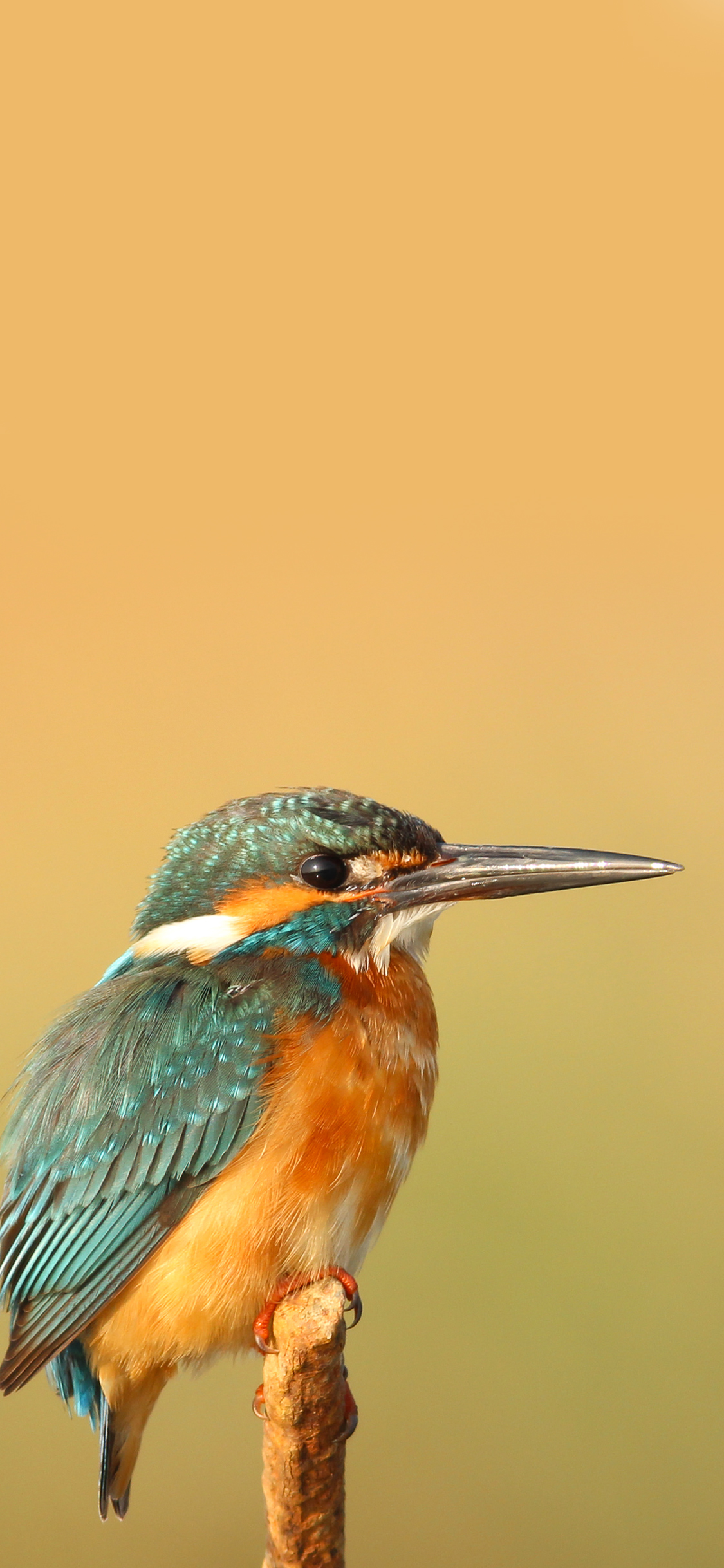 [2436×1125]飞行动物 蜂鸟 尖嘴  站立 苹果手机壁纸图片