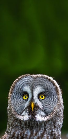 [2436x1125]飞鸟 乌林鸮 猫头鹰 苹果手机壁纸图片