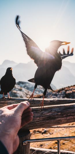 [2436x1125]飞鸟 乌鸦 展翅 喂食 苹果手机壁纸图片