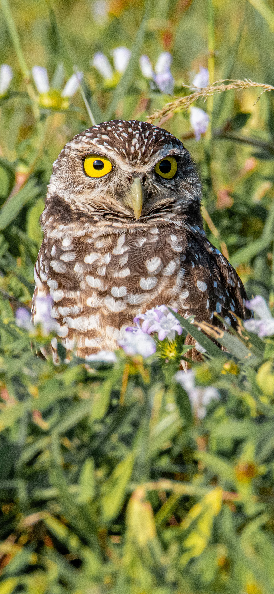 [2436×1125]飞鸟 也是 猫头鹰 草地 苹果手机壁纸图片
