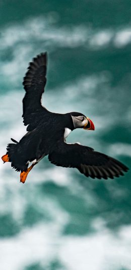 [2436x1125]飞鸟 候鸟 北极海鸥 展翅 苹果手机壁纸图片