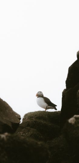[2436x1125]飞鸟 候鸟 北极海鸥 岩石 苹果手机壁纸图片