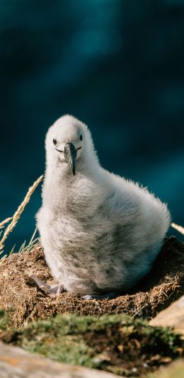 [2436x1125]飞鸟 候鸟 幼鸟 白色 毛茸茸 苹果手机壁纸图片