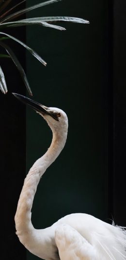[2436x1125]飞鸟 候鸟 白鹭鸟 细长 脖子 苹果手机壁纸图片