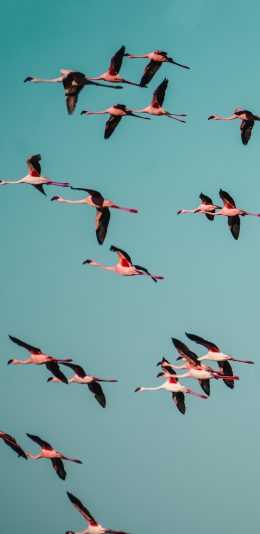 [2436x1125]飞鸟 候鸟 群居 迁移 苹果手机壁纸图片