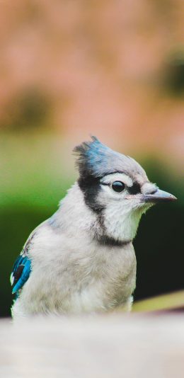 [2436x1125]飞鸟 冠蓝鸦 栖息 苹果手机壁纸图片