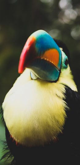 [2436x1125]飞鸟 凹嘴巨嘴鸟 彩色 苹果手机壁纸图片