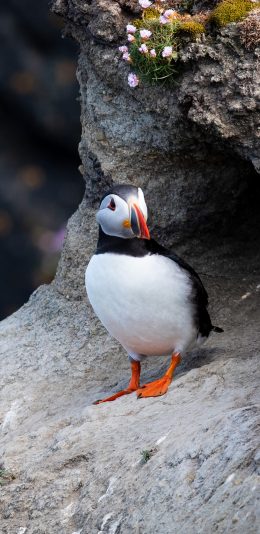 [2436x1125]飞鸟 北极海鹦 栖息 苹果手机壁纸图片