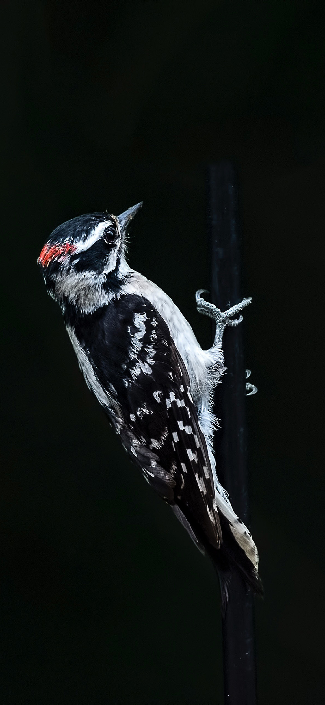 [2436×1125]飞鸟 啄木鸟 除虫 苹果手机壁纸图片