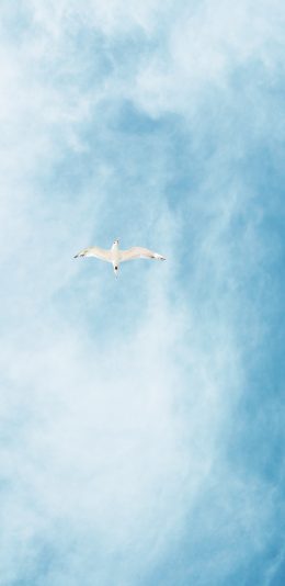 [2436x1125]飞鸟 天空 云层 翱翔 苹果手机壁纸图片