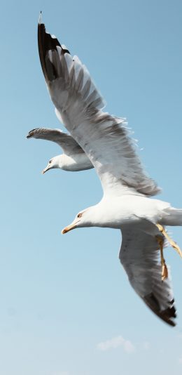 [2436x1125]飞鸟 天空 展翅高飞 苹果手机壁纸图片