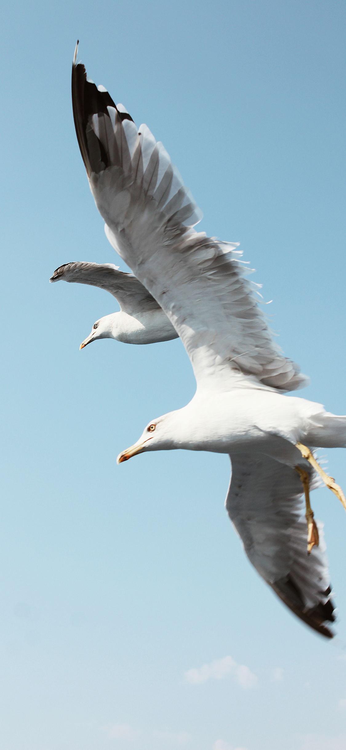 [2436×1125]飞鸟 天空 展翅高飞 苹果手机壁纸图片
