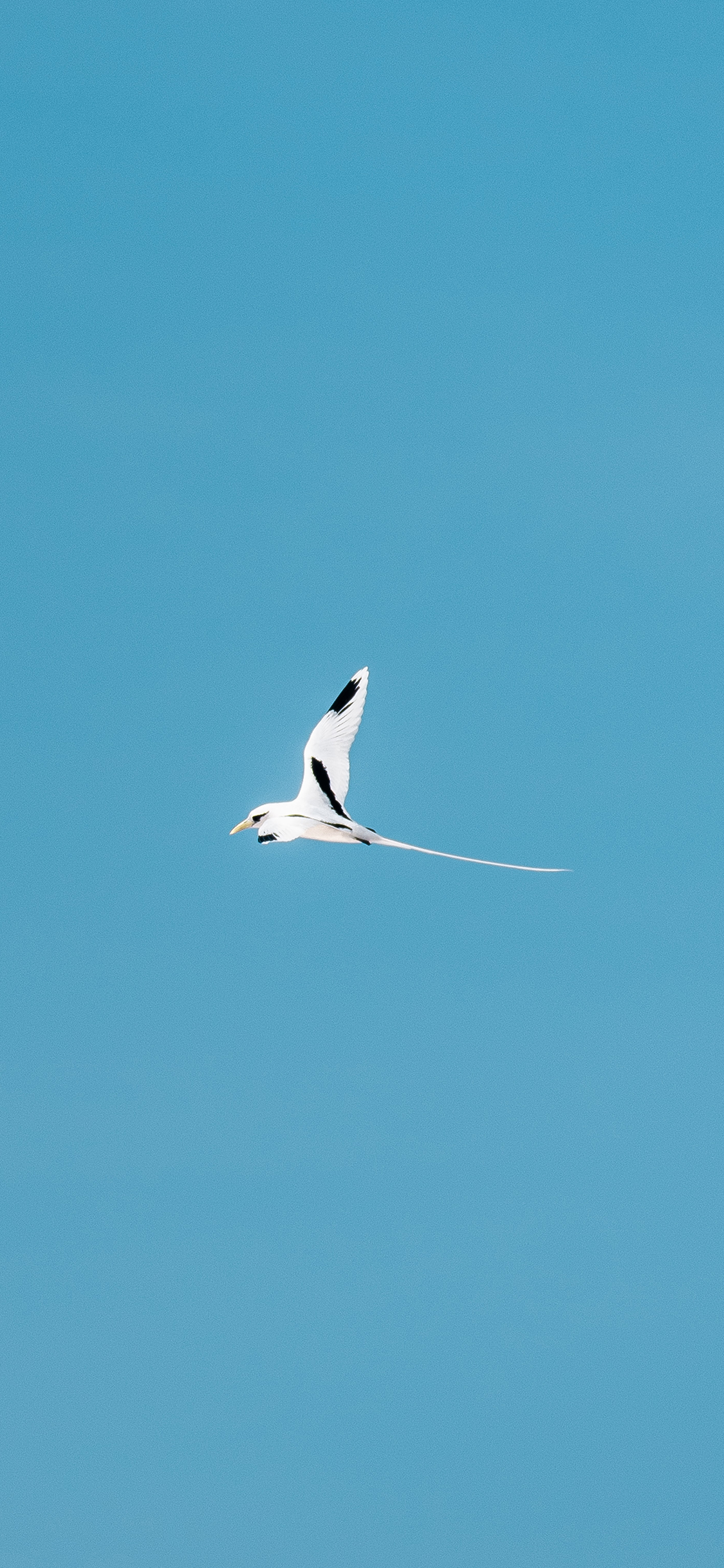[2436×1125]飞鸟 天空 蔚蓝 飞翔 苹果手机壁纸图片