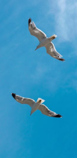 [2436x1125]飞鸟 天空 鸟类 飞翔 苹果手机壁纸图片