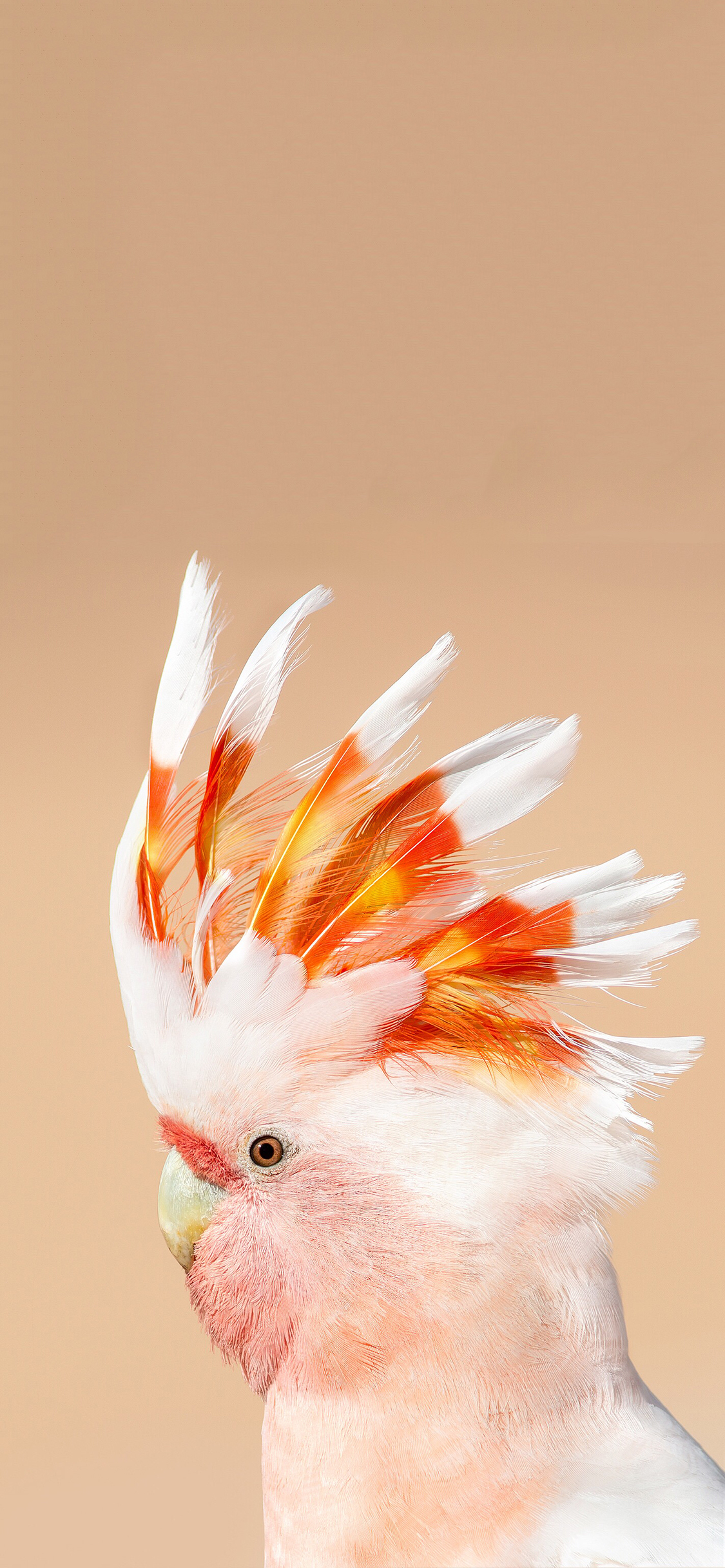 [2436×1125]飞鸟 宠物 米切氏凤头鹦鹉 苹果手机壁纸图片