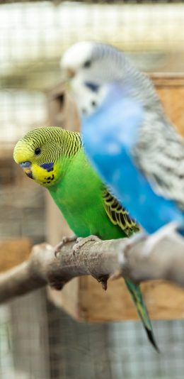 [2436x1125]飞鸟 宠物 鹦鹉 绿色 蓝色 苹果手机壁纸图片