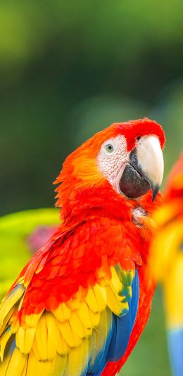 [2436x1125]飞鸟 宠物 鹦鹉 色彩 羽毛 苹果手机壁纸图片