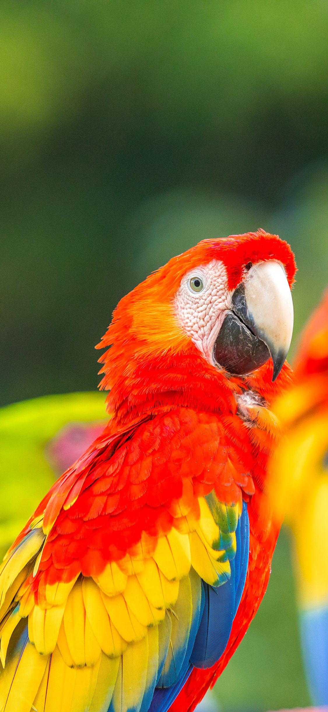 [2436×1125]飞鸟 宠物 鹦鹉 色彩 羽毛 苹果手机壁纸图片