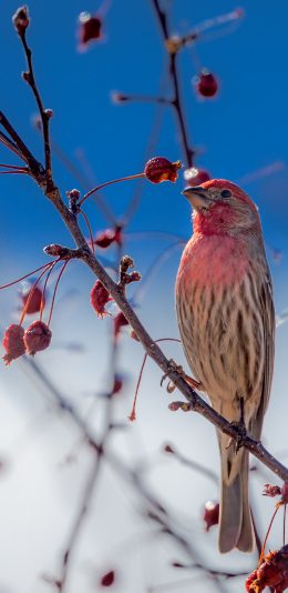 [2436x1125]飞鸟 家朱雀 粉色羽毛 栖息 苹果手机壁纸图片