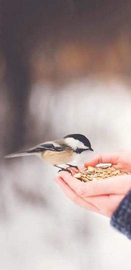[2436x1125]飞鸟 小鸟 山雀 喂食 苹果手机壁纸图片