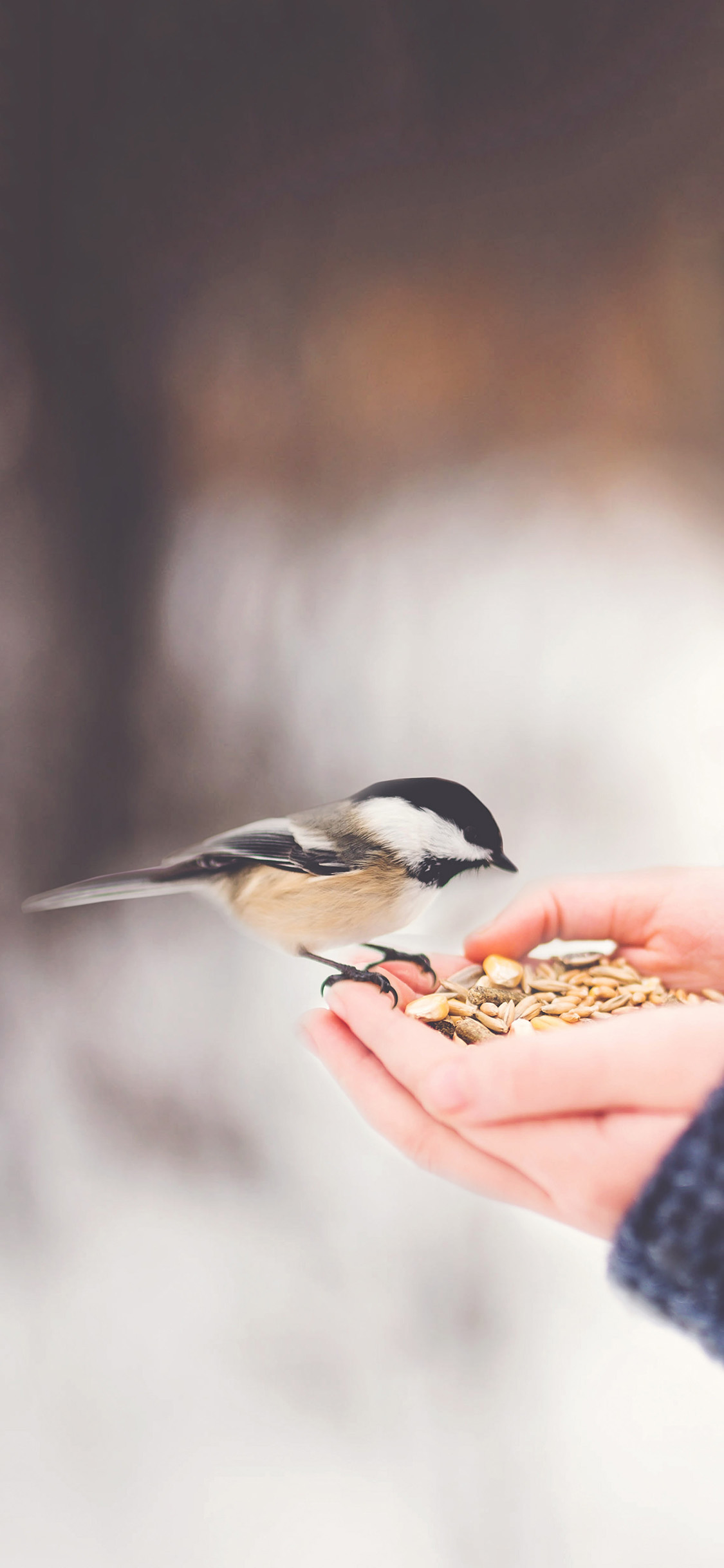[2436×1125]飞鸟 小鸟 山雀 喂食 苹果手机壁纸图片