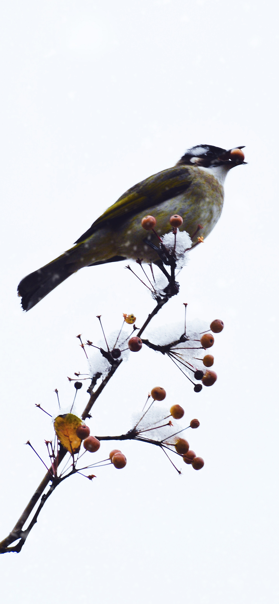 [2436×1125]飞鸟 小鸟 枝头 果实 苹果手机壁纸图片