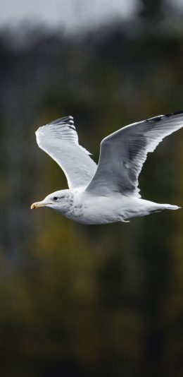 [2436x1125]飞鸟 小鸟 飞翔 羽毛 苹果手机壁纸图片