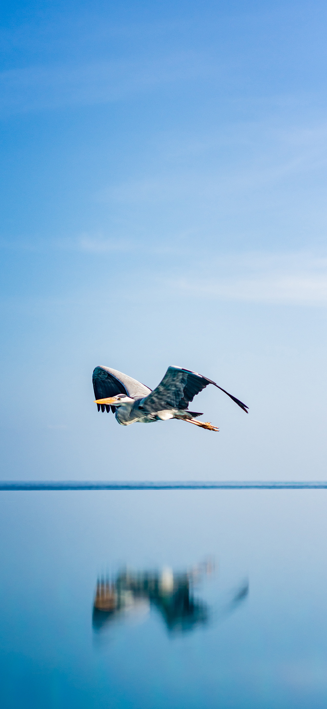 [2436×1125]飞鸟 展翅 水面 倒映 苹果手机壁纸图片